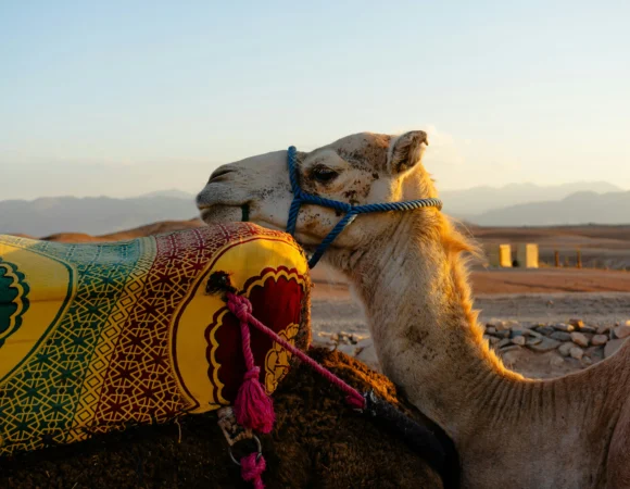 Epic 1 Day Agafay Desert Adventure from Marrakech