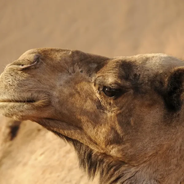 camel riding in Merzouga